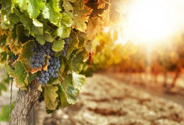 Come le aziende vitivinicole comunicano il vino.”BeSharable” analizza il mercato
