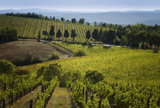 The Great Estate Group and chinese wine lovers.The Italian Vines speak Chinese