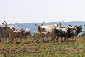 azienda-biologica-zootecnica