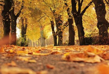 L’autunno 2017 si è tinto di giallo per Great Estate Immobiliare