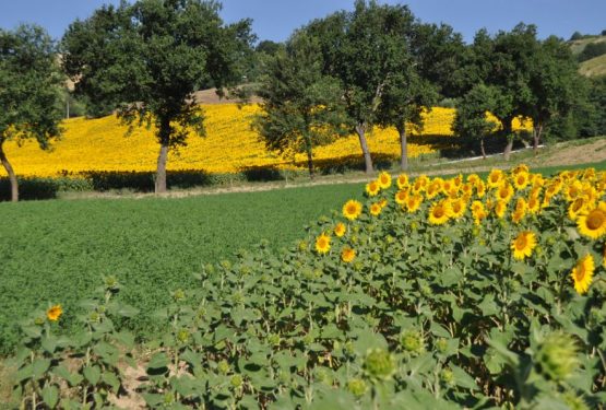 In provincia di Ancona, un delizioso casale avvolto da ulivi secolari e splendenti girasoli