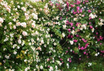 Великолепие роз, их цвета и ароматы: волшебное обрамление особняка “Le Rose Di Faustino”