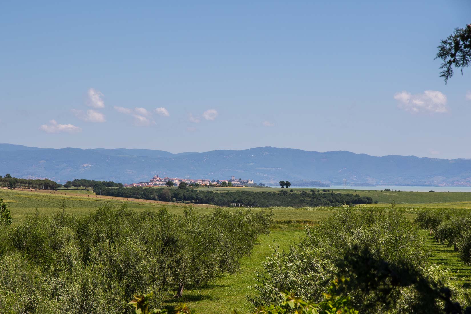 Questa immagine ha l'attributo alt vuoto; il nome del file è vendesi-rustico-casale-in-umbria-perugia-castiglione-del-lago-1590486660233-1.jpg