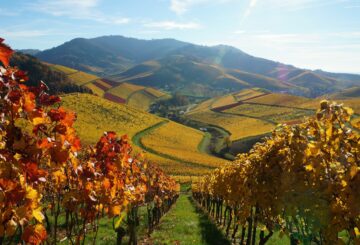 The magic and charm of autumn in Tuscany: Great Estate’s proposals
